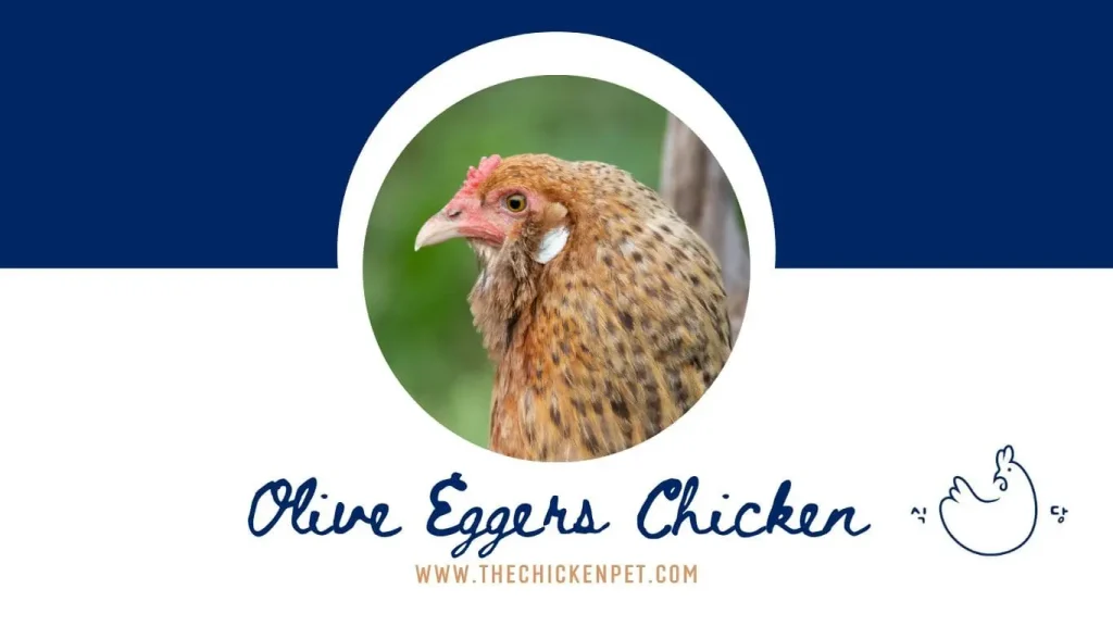 olive eggers chicken