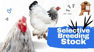 Explore Brahma Chicken Breeding – Guide to Giant Poultry Backyard Chicken 3 svg%3E