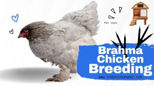 Explore Brahma Chicken Breeding – Guide to Giant Poultry Backyard Chicken 11 Brahma Chicken Breeding