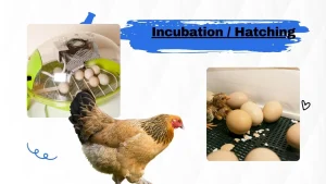 Explore Brahma Chicken Breeding – Guide to Giant Poultry Backyard Chicken 9 Eggs Hatching
