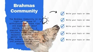 Explore Brahma Chicken Breeding – Guide to Giant Poultry Backyard Chicken 7 brahma chicken breeders