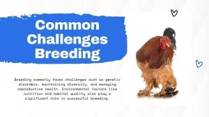 Explore Brahma Chicken Breeding – Guide to Giant Poultry Backyard Chicken 10 Common reproductive problems in chickens