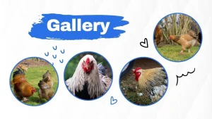 Explore Brahma Chicken Breeding – Guide to Giant Poultry Backyard Chicken 2 pictures of a brahma chicken