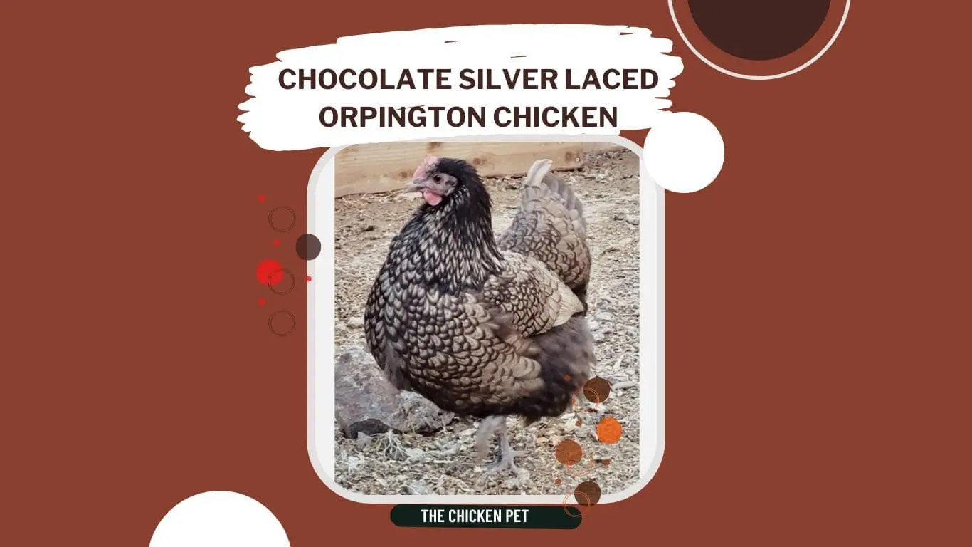 Chocolate Silver Laced Orpington