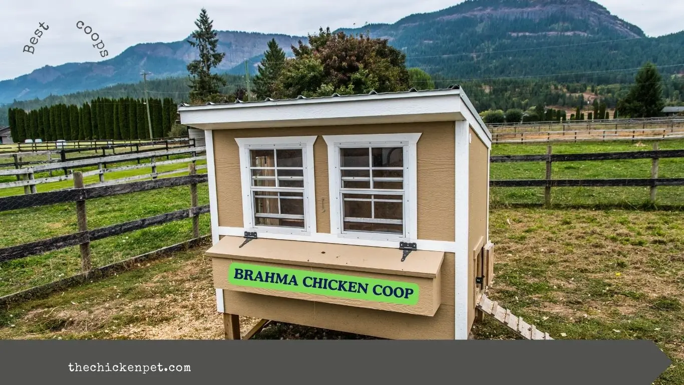 Brahma chicken coop